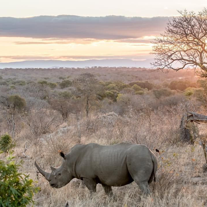 rhino in africa