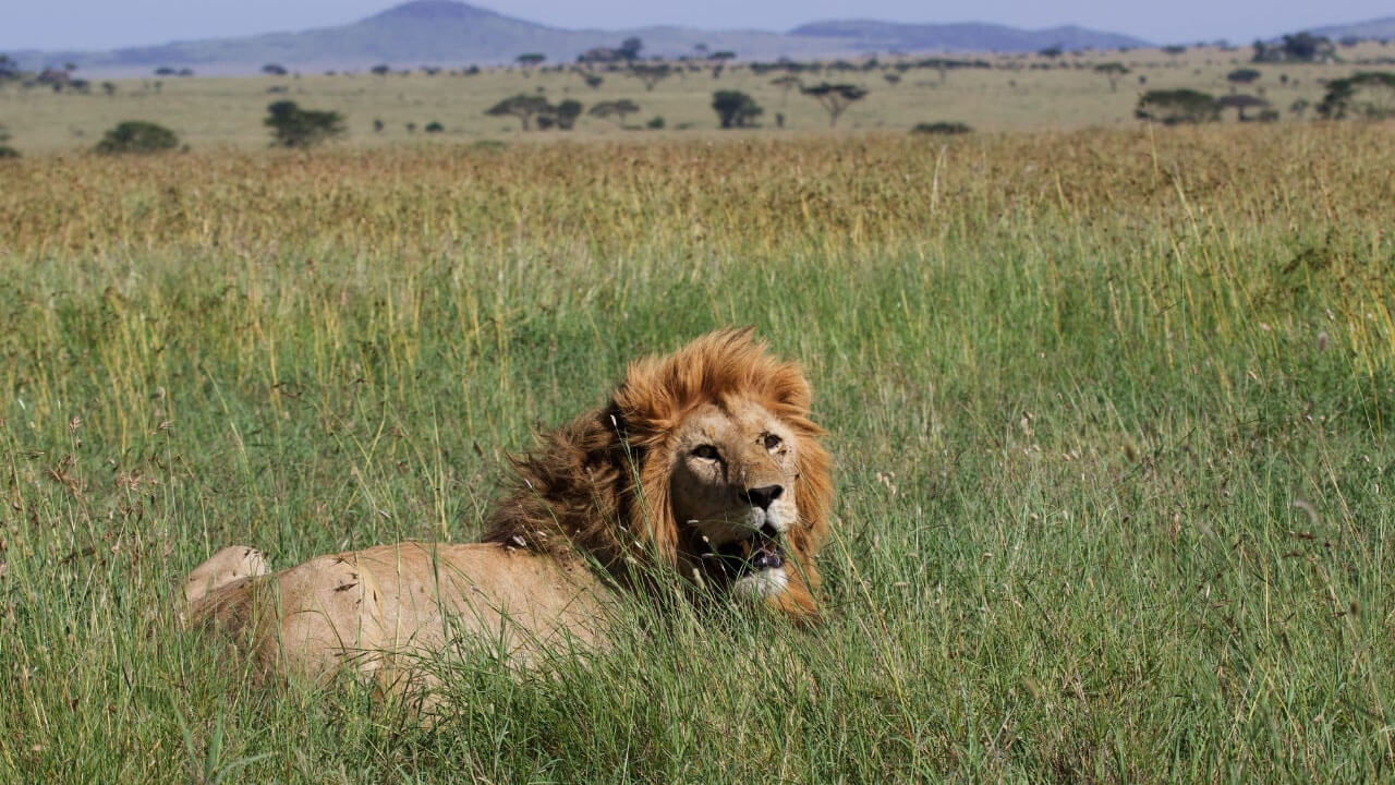 wildlife in kenya