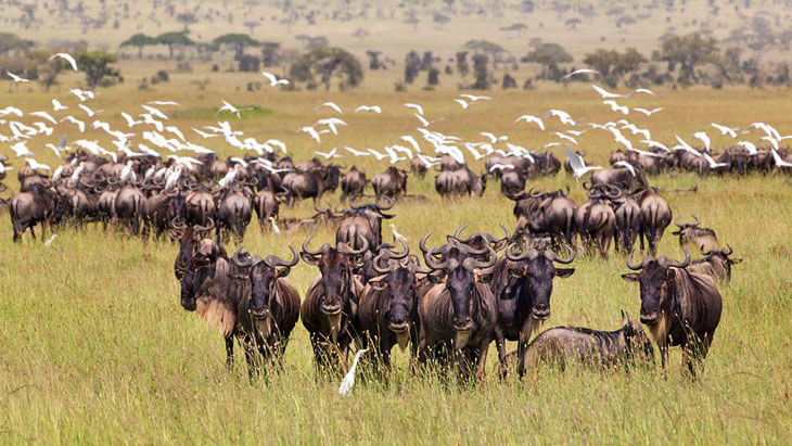 wildlife in kenya