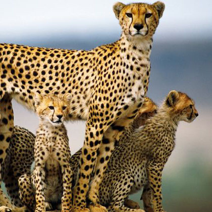 cheetahs in kenya