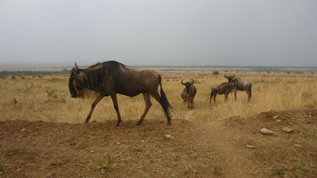 wildsafari