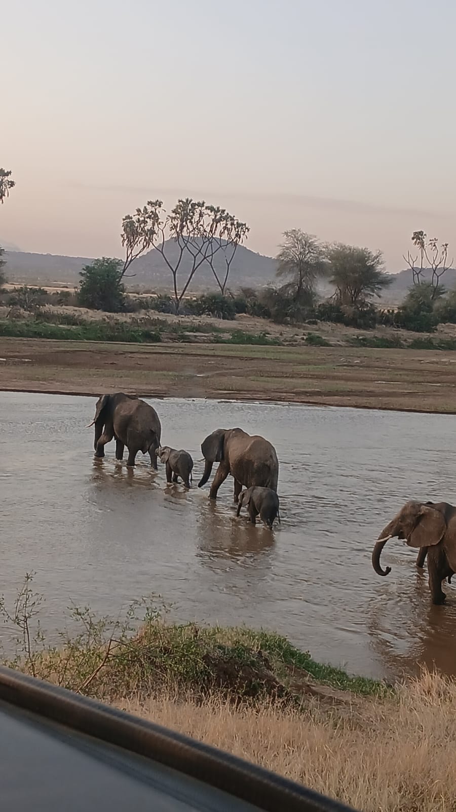 elephants grazing