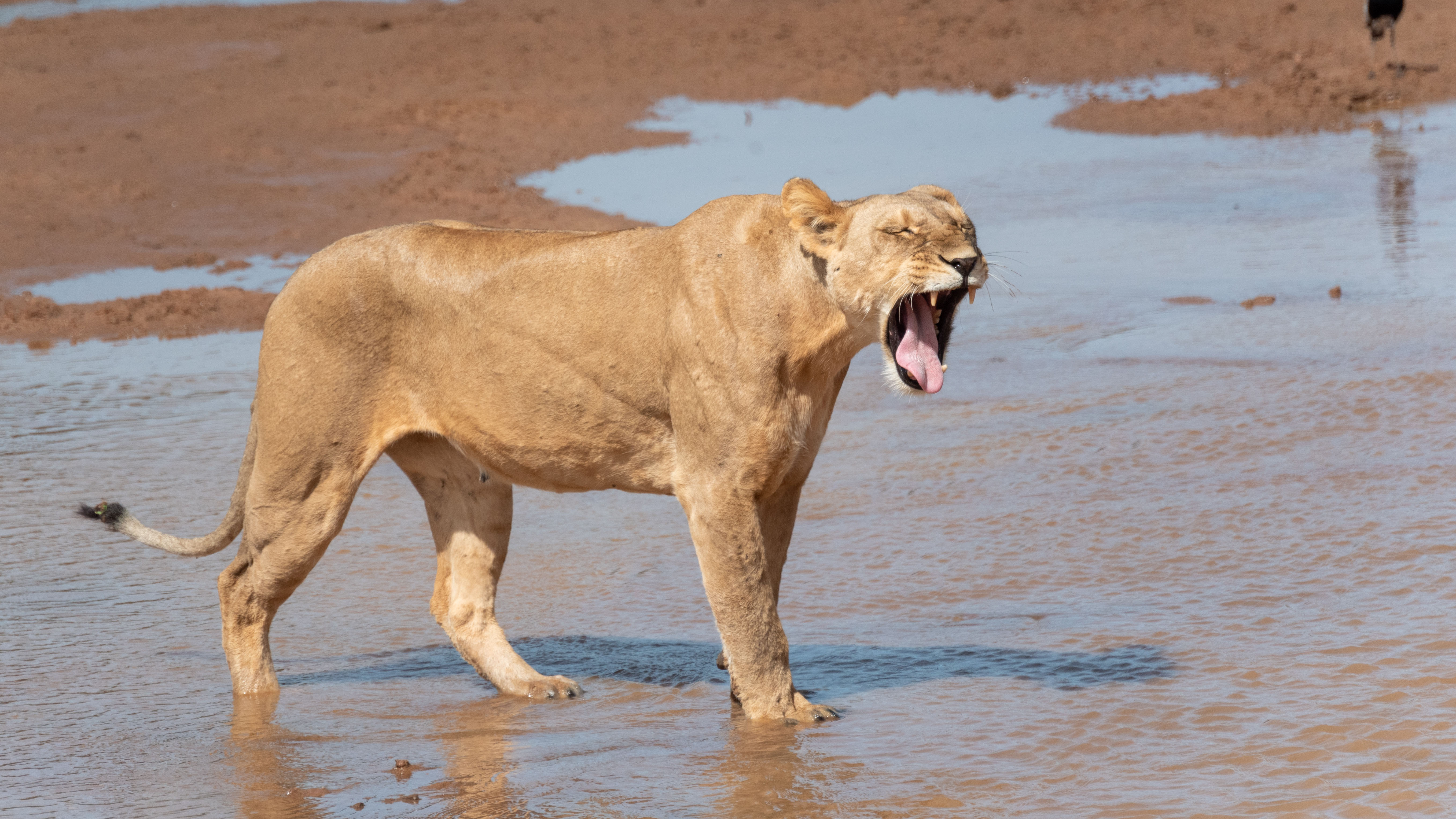 ol pejeta