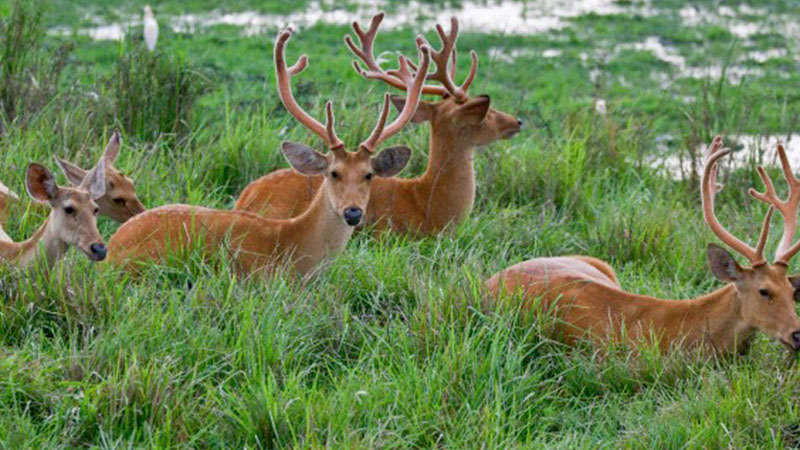 meru national park