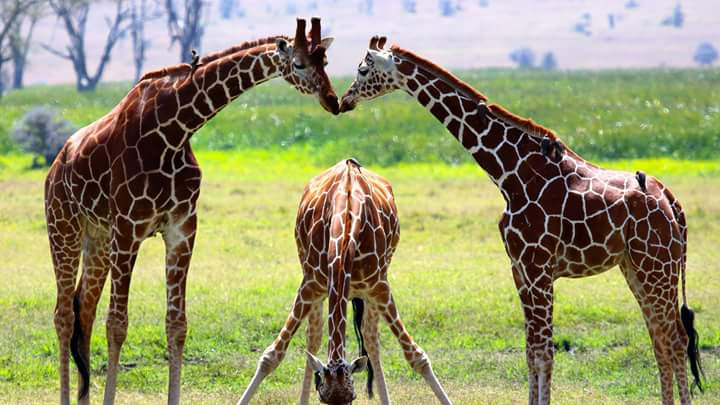 masai mara